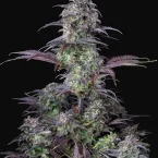blueberry-auto-fast-buds_15685_1_20211005135504_