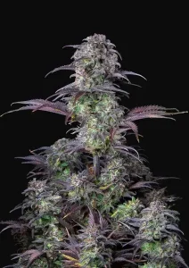 Auto Blueberry Feminized