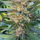 gelato-strain (1)