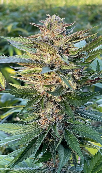 Who Has the Best Feminized Cannabis Seeds in Australia?