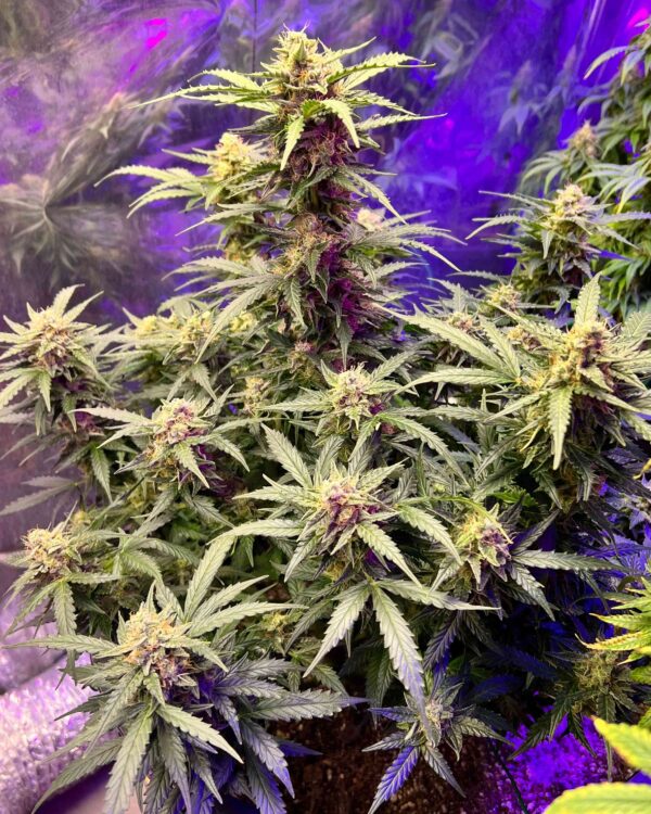 Auto Dubai Poison Feminized
