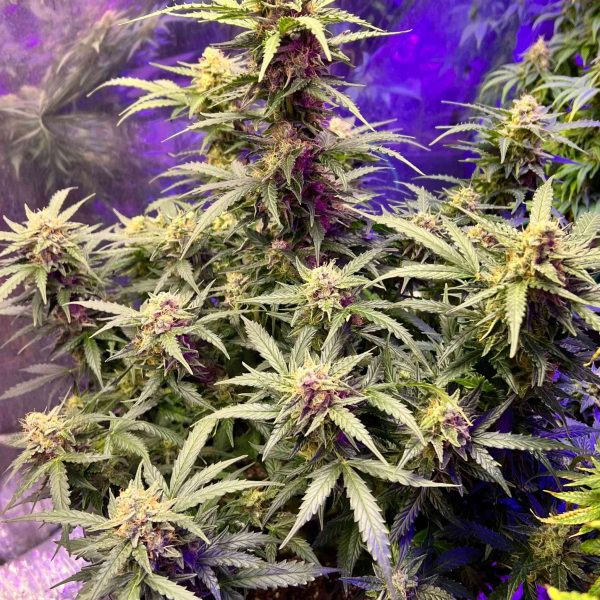 Auto Dubai Poison Feminized Seeds