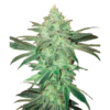 Gelato Samba Feminized