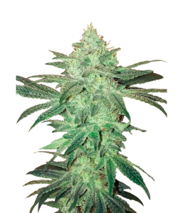 Gelato Samba Feminized
