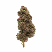 purple-haze-fleur-outdoor-cbd