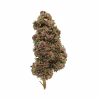 purple-haze-fleur-outdoor-cbd