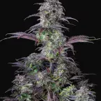 blueberry-auto-fast-buds_15685_1_20211005135504_