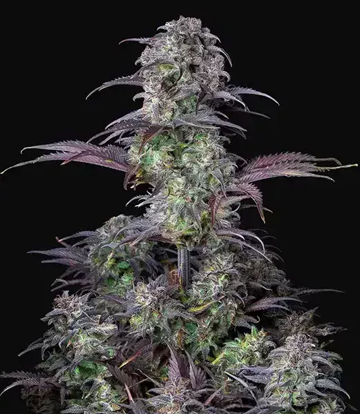 Auto Blueberry Feminized Seeds