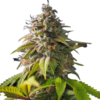 Banana Monkey Feminized