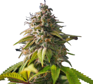 Banana Monkey Feminized