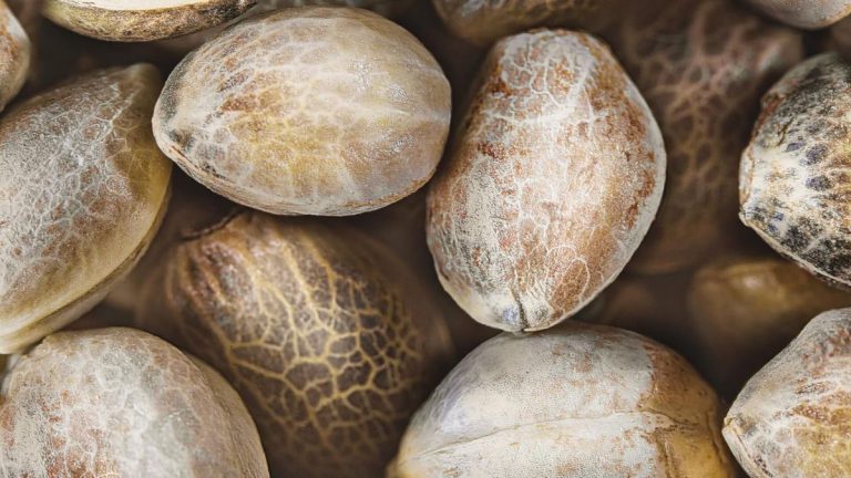 Who sells the freshest cannabis seeds in Australia?