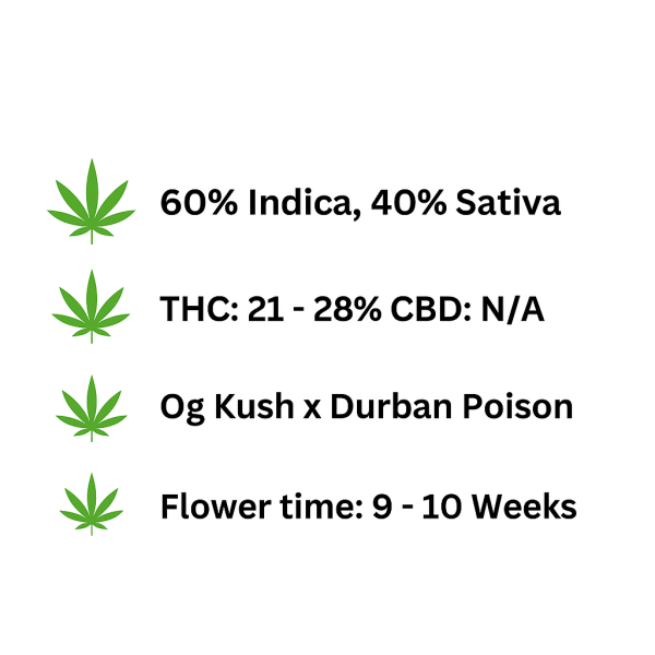 ChatGPT Image Nov 8, 2025, 02_54_15 PM ChatGPT Image Nov 8, 2025, 02_54_15 PM