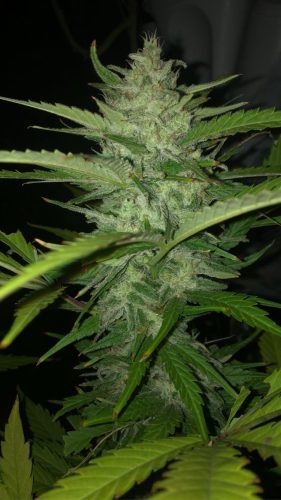 Wedding Cake Feminized photo review