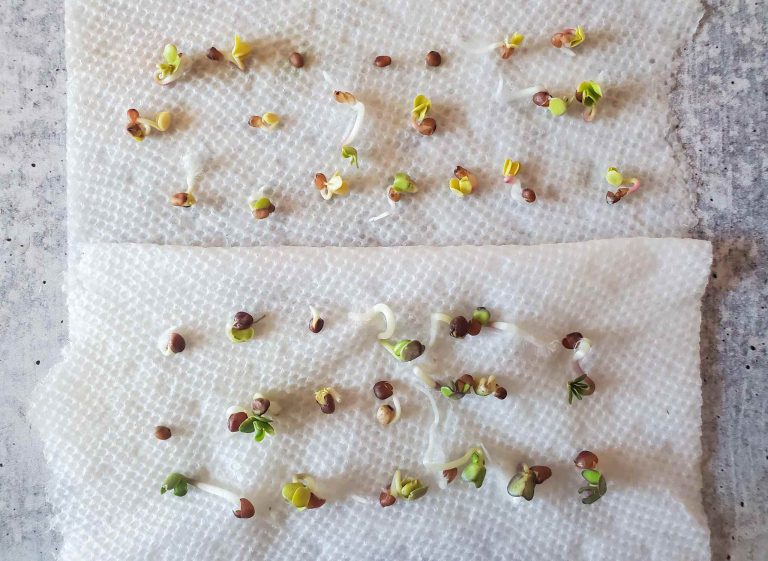 Cannabis Germination: Paper Towel Method