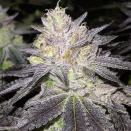 wedding-cake-strain-australia