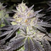 wedding-cake-strain-australia