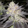 wedding-cake-strain-australia