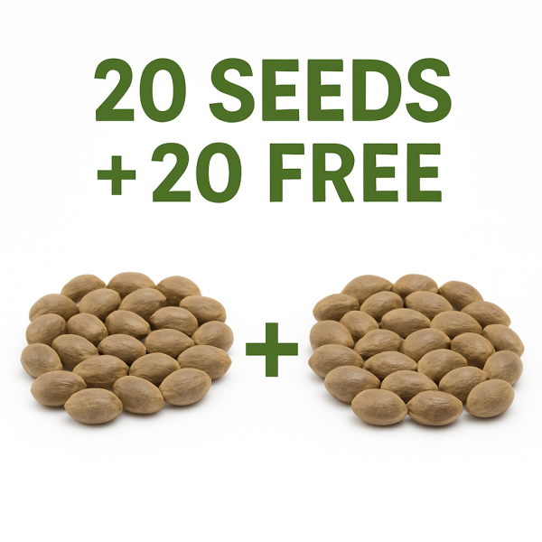 ChatGPT Image Dec 6, 2025, 02_15_55 PM ChatGPT Image Dec 6, 2025, 02_15_55 PM