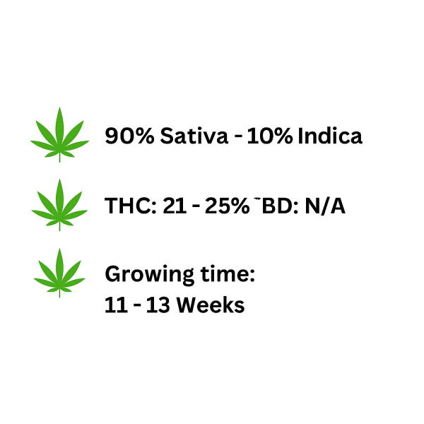 ChatGPT Image Nov 8, 2025, 02_47_32 PM ChatGPT Image Nov 8, 2025, 02_47_32 PM