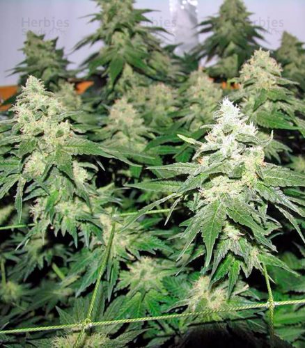 Amnesia Haze Feminized Seeds photo review