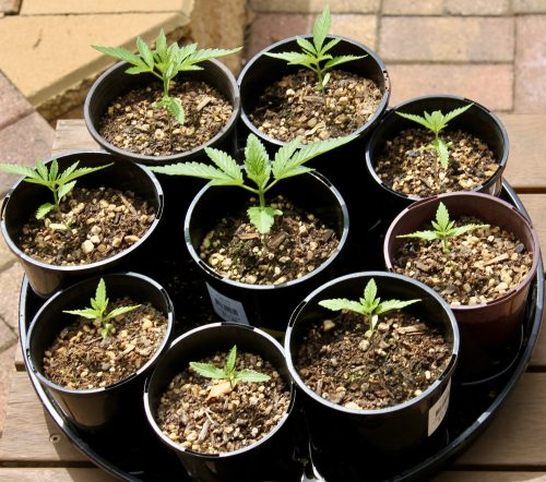 Click to view full screen Auto Lime Skunk Feminized Seeds photo review