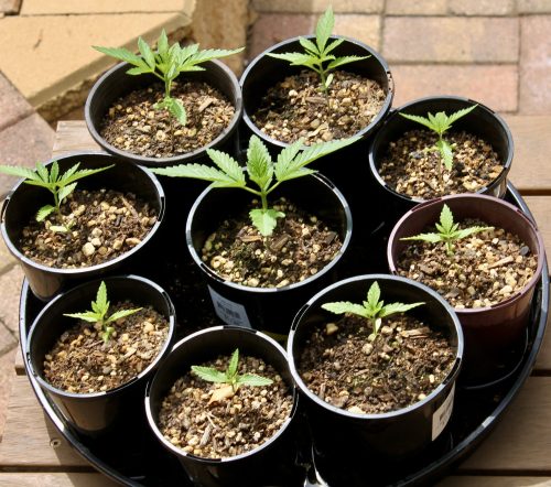 Click to view full screen Auto Lime Skunk Feminized Seeds photo review