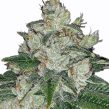 chronic_bud_m2_product_image