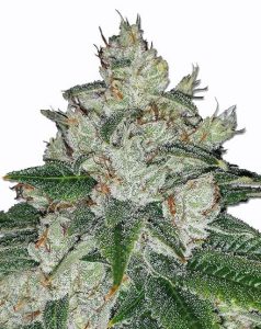 Chronical Feminized