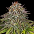 critical-kush-cannabis-seeds-by-barneysfarm1