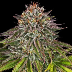 Critical Feminized