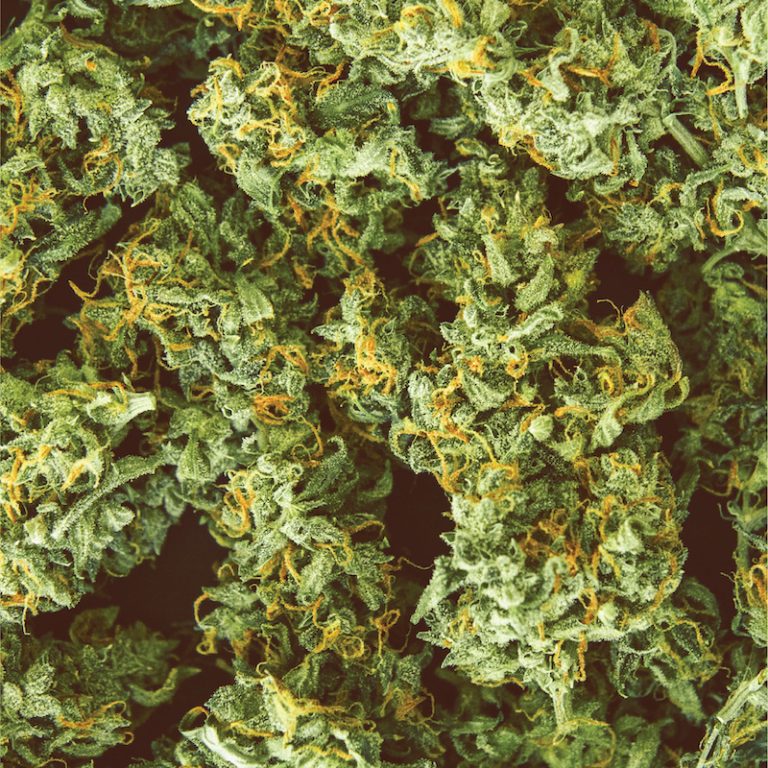 A Beginner’s Guide to Growing Cannabis at Home