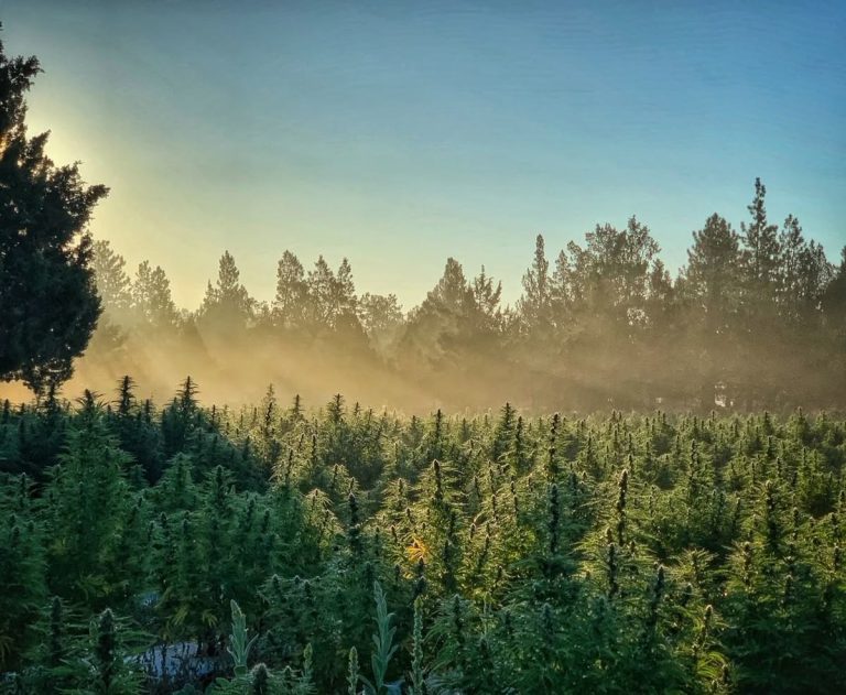 Cannabis Legalization Around the World: Who’s Leading and What’s Next