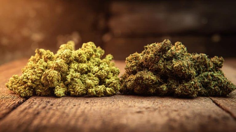 Indoor vs. Outdoor Cannabis: Which Grow Style Fits You Best?