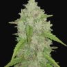 m_blc_original_auto_amnesia_haze_black_1690110259-354x500