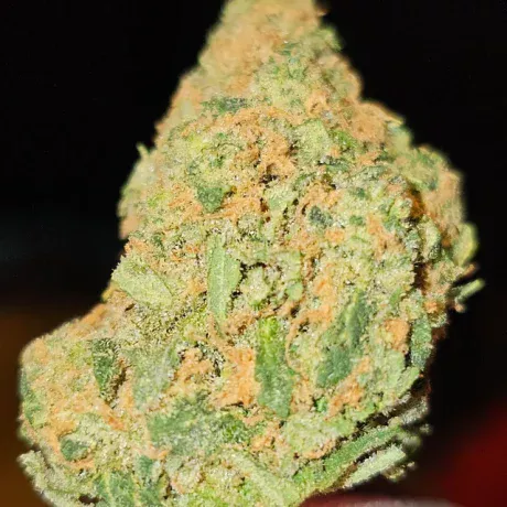 lime-skunk-v0-x93kcrvfi7xc1-460x460