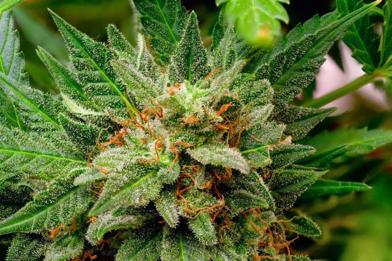 Where can I buy autoflower cannabis seeds in Australia?