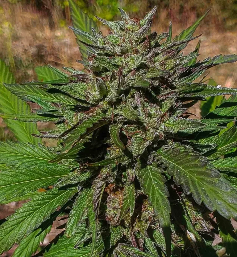 Top Reasons to Choose SeedsPlease for Autoflower Cannabis Seeds