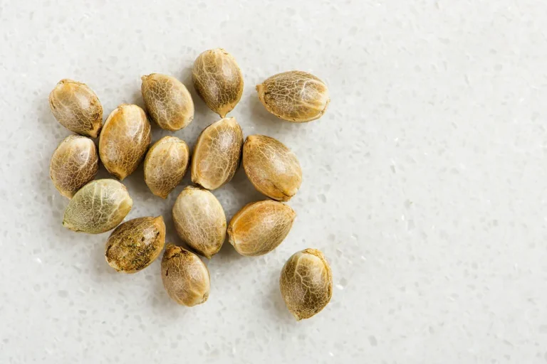 Top Reasons to Choose SeedsPlease for Feminized Cannabis Seeds