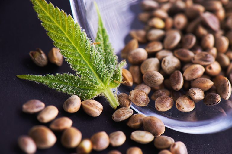 Top Reasons to Choose SeedsPlease for Discreet Cannabis Seed Shipping
