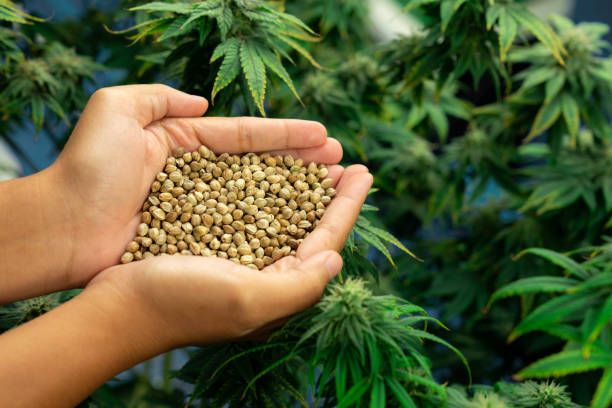 Who’s the best cannabis seed bank for beginners in Australia?