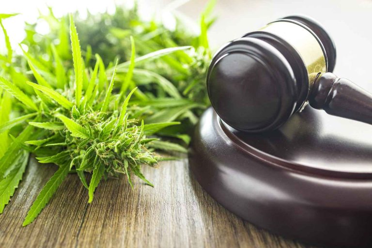 Buying Cannabis Seeds in the ACT (Canberra): What to Know