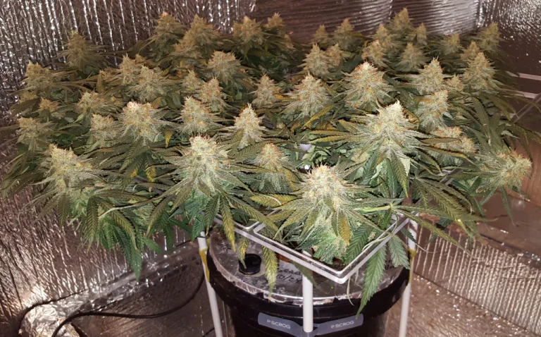 How to Maximize Yields in Small Spaces (Balcony, Tent, Closet)