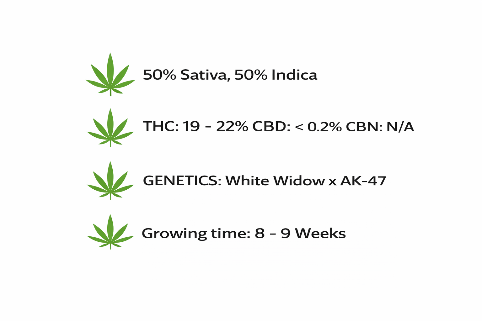 White Russian Feminized Seeds - Image 2