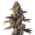 Tropicana-Cookies-Purple