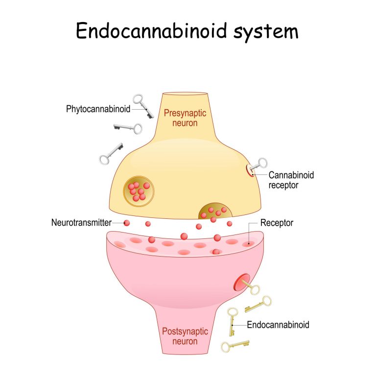 The Endocannabinoid System: The Balance Network Inside You