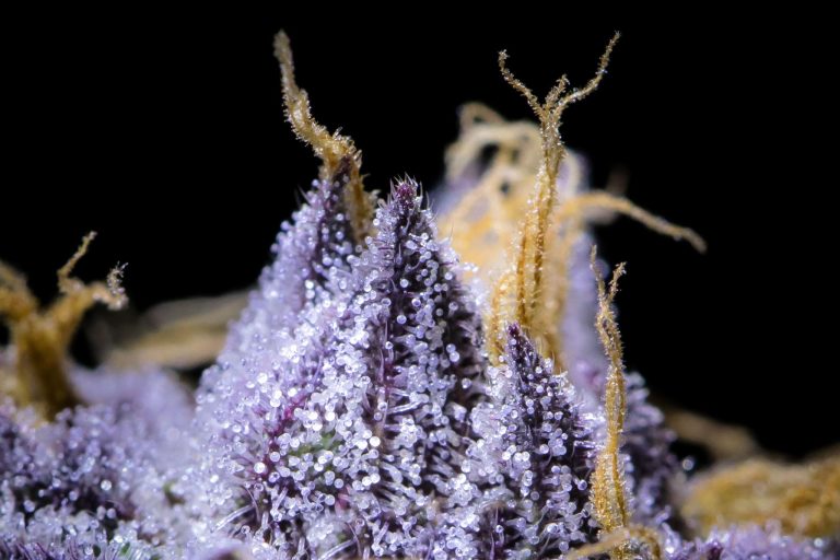 The Science of Terpenes: Why Smell Matters More Than THC