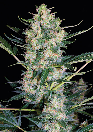 Who Has the Best Sativa Cannabis Seeds in Australia?