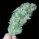 white-russian__primary_009e