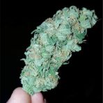 white-russian__primary_009e