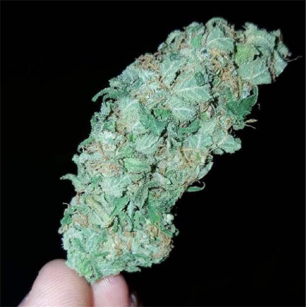 White Russian Feminized Seeds - Image 4
